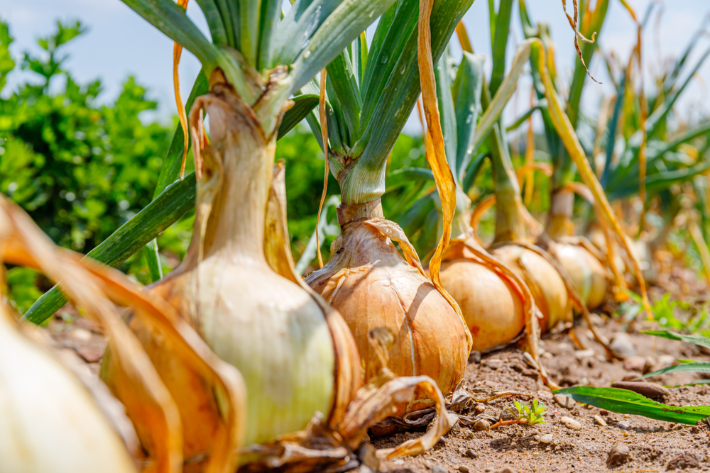Do Slugs Eat Onions